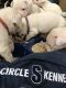Argentine Dogo Puppies for sale in Heber Springs, AR 72543, USA. price: NA