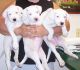 Argentine Dogo Puppies for sale in Houston, TX, USA. price: NA
