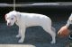 Argentine Dogo Puppies for sale in Findlay, OH 45840, USA. price: NA