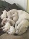 Argentine Dogo Puppies for sale in Conway, SC, USA. price: NA