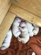 Argentine Dogo Puppies for sale in Canton, GA 30115, USA. price: NA