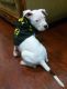 Argentine Dogo Puppies for sale in Hesperia, CA, USA. price: NA
