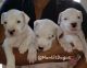 Argentine Dogo Puppies for sale in Suffolk County, NY, USA. price: $2,000