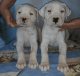 Argentine Dogo Puppies for sale in Columbus, GA, USA. price: NA