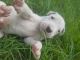 Argentine Dogo Puppies for sale in Lillington, NC 27546, USA. price: NA