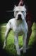 Argentine Dogo Puppies for sale in Raymond, NH, USA. price: NA