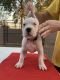 Argentine Dogo Puppies for sale in Phoenix, AZ, USA. price: NA