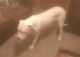 Argentine Dogo Puppies for sale in Erie, PA, USA. price: $1,500