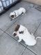 Argentine Dogo Puppies for sale in Glendale, CA, USA. price: NA