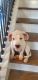 Argentine Dogo Puppies for sale in Bonaire, GA 31005, USA. price: $1,500