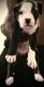 Argentine Dogo Puppies for sale in Los Angeles, CA, USA. price: $500