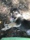 Argentine Dogo Puppies for sale in McLoud, OK, USA. price: $50