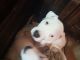 Argentine Dogo Puppies for sale in Ekron, KY 40117, USA. price: $600