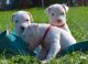 Argentine Dogo Puppies for sale in Los Angeles, CA, USA. price: $800