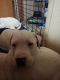 Argentine Dogo Puppies for sale in Ekron, KY 40117, USA. price: $500