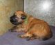 Ariegeois Puppies for sale in Lancaster, CA, USA. price: NA
