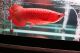 Arowana Fishes for sale in Indianapolis, IN, USA. price: $750