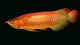 Arowana Fishes for sale in Chicago, IL, USA. price: NA