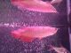 Arowana Fishes for sale in Louisville, KY, USA. price: NA