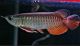 Arowana Fishes for sale in Corona, CA, USA. price: $450