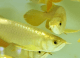 Arowana Fishes