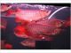 Arowana Fishes for sale in Green Bay, WI, USA. price: NA