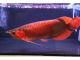 Arowana Fishes for sale in Rochester, MN, USA. price: NA