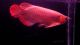 Arowana Fishes for sale in Sterling Heights, MI, USA. price: NA