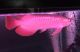 Arowana Fishes for sale in Los Angeles, CA, USA. price: NA