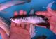 Arowana Fishes for sale in Anchorage, AK, USA. price: $400