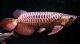 Arowana Fishes for sale in Colorado Springs, CO, USA. price: NA