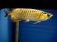 Arowana Fishes for sale in Bridgeport, CT, USA. price: NA