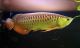 Arowana Fishes for sale in Coral Springs, FL, USA. price: $400