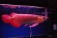 Arowana Fishes for sale in California, USA. price: NA