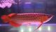Arowana Fishes for sale in Louisville, KY, USA. price: NA