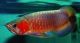 Arowana Fishes for sale in New Orleans, LA, USA. price: NA