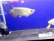Arowana Fishes for sale in Buffalo, NY, USA. price: NA