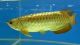 Arowana Fishes for sale in Bakersfield, CA, USA. price: NA