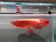 Arowana Fishes for sale in Baltimore, MD, USA. price: NA