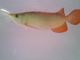 Arowana Fishes for sale in Baltimore, MD, USA. price: NA