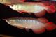 Arowana Fishes for sale in Hinesville, GA, USA. price: NA