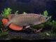 Arowana Fishes for sale in Daly City, CA, USA. price: NA