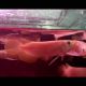 Arowana Fishes for sale in 1001 6th Ave, New York, NY 10018, USA. price: NA