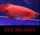 Arowana Fishes for sale in Virginia Ave, Los Angeles, CA, USA. price: $400