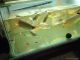 Arowana Fishes for sale in Chicago, IL 60601, USA. price: $350