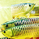 Arowana Fishes for sale in New York, NY, USA. price: $400