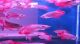 Arowana Fishes for sale in OH-3, Columbus, OH, USA. price: NA