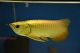 Arowana Fishes for sale in USA Medical Center Dr, Mobile, AL, USA. price: NA
