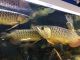 Arowana Fishes for sale in Los Angeles, CA, USA. price: NA