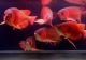 Arowana Fishes for sale in St. Louis, MO, USA. price: $280